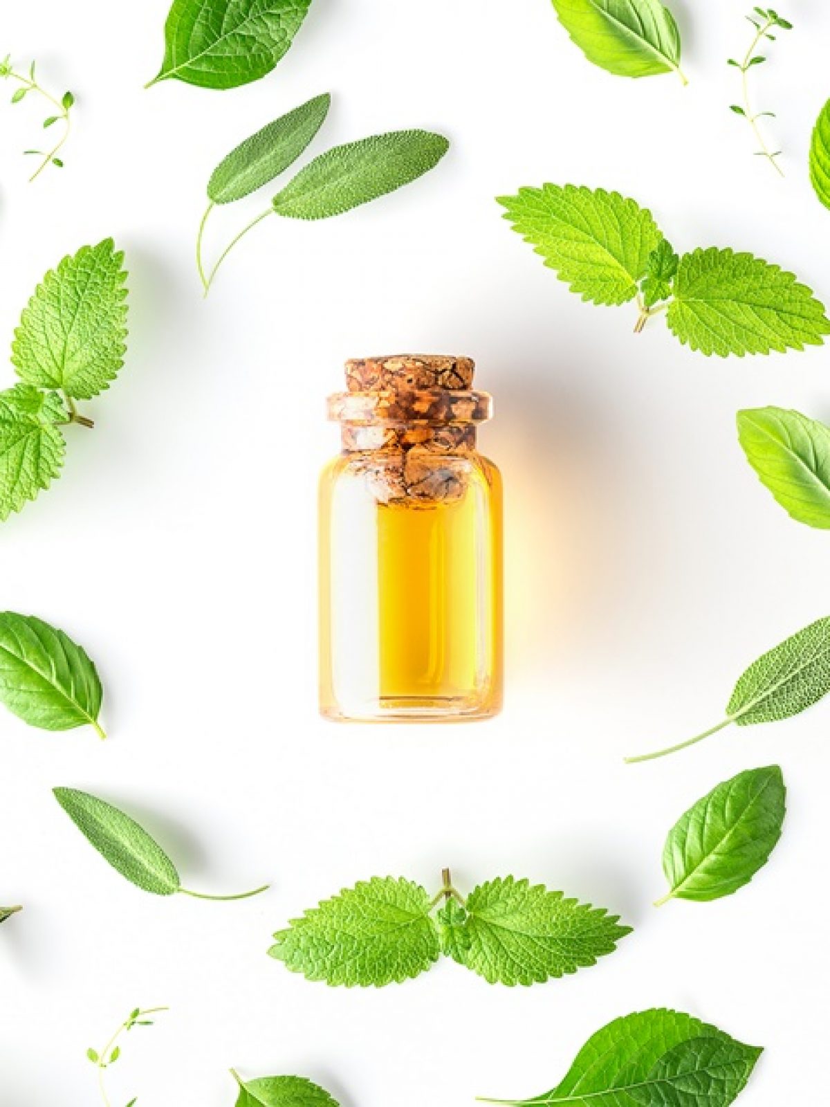 Bottle of essential oil with round shape of fresh herbs and spices basil, sage, rosemary, oregano, thyme, lemon balm  and peppermint setup with flat lay on white background